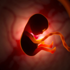 a human embryo