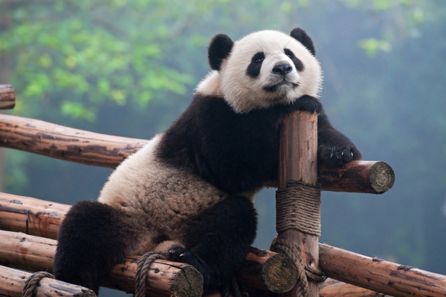 15 curiosidades del oso panda - Uno de los animales más sorprendentes