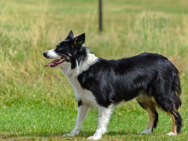 los border collies son una mezcla inteligente