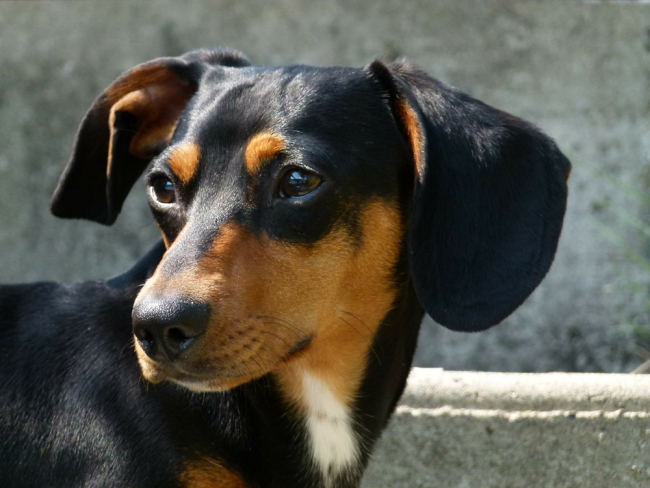 ᐅ Todo sobre el Teckel (Perro Salchicha) - Curiosidades y Fotos