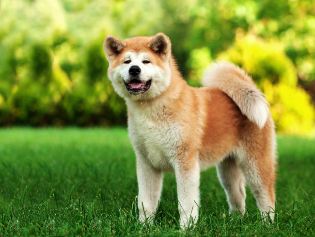 cuanto tiempo viven los perros en la naturaleza