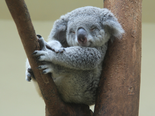 Estos son los animales que más tiempo duermen del mundo