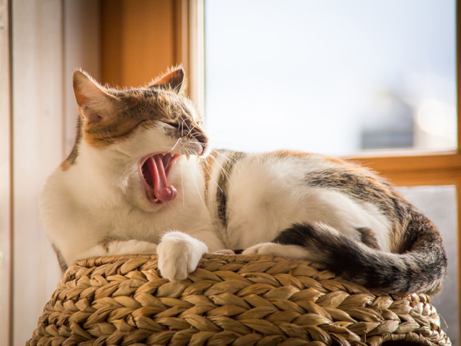 ⭐️ PIES DE GATO ⭐️ No maullan pero son unos buenos trepadores