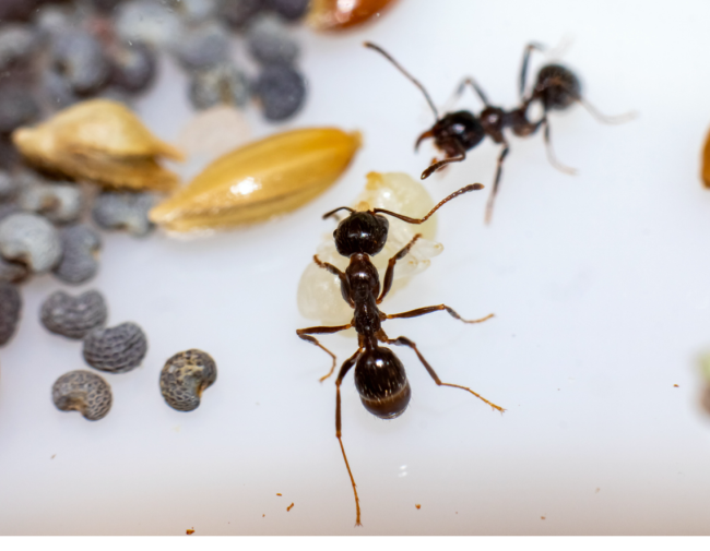 Polinizan, limpian el entorno y protegen a otros insectos: el papel de las  hormigas en la naturaleza