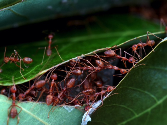 Comunicación de hormigas – AntKeepers