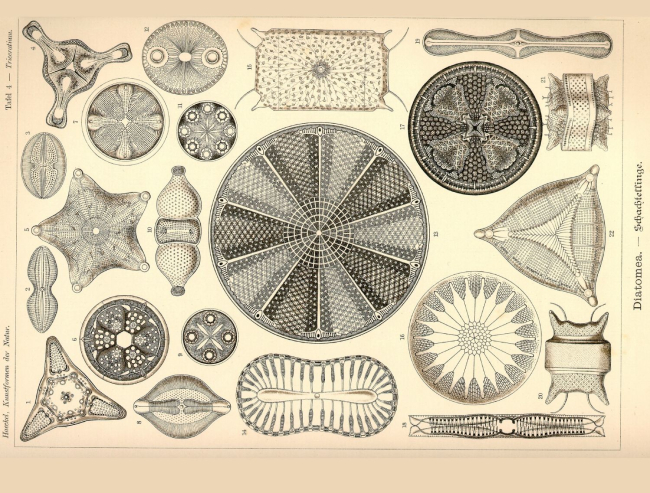 Tierra de diatomeas: qué es y para qué sirve - Descubre sus usos