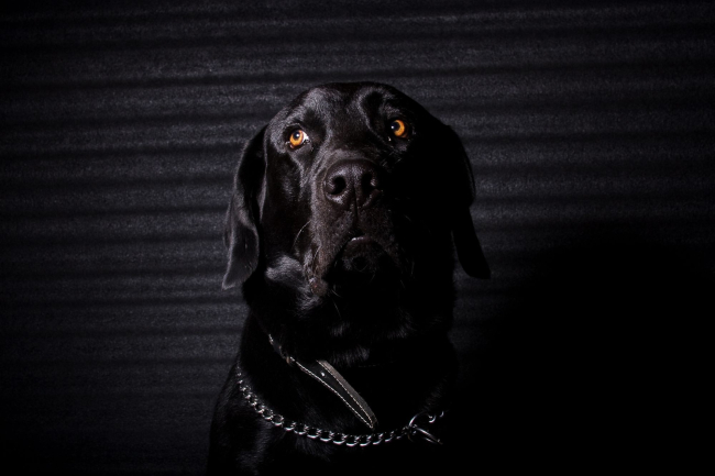 Perro negro, quiltro e ícono: ¿por qué se adoptan menos perros negros? 