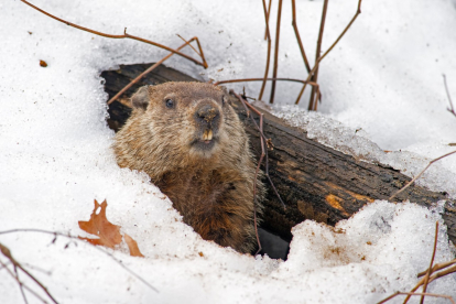 Odian los animales el frío amargo del invierno? - Quora