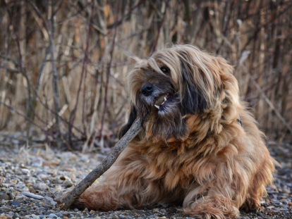 es un briard una buena mascota