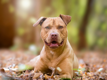 son los perros caros de cuidar