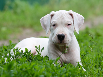 Curiosidades sobre el dogo argentino que te van a sorprender