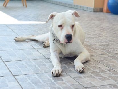 Curiosidades sobre el dogo argentino que te van a sorprender