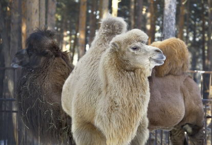 El camello bactriano vive en entornos de inviernos muy fríos.