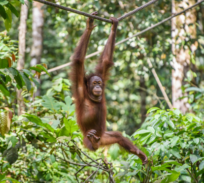 Bipedestación orangután