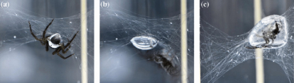 Araña de agua fabricando su nido