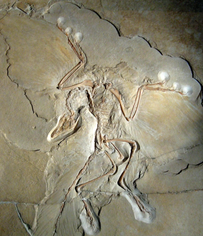 Esta imagen muestra el fósil original (no un molde) del ejemplar de Archaeopteryx expuesto en el Museum für Naturkunde de Berlín