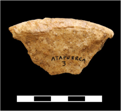 Fosil Atapuerca