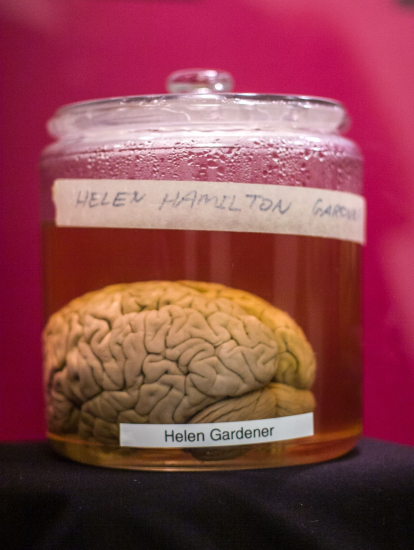 Cerebro de Helen Hamilton Gardener
