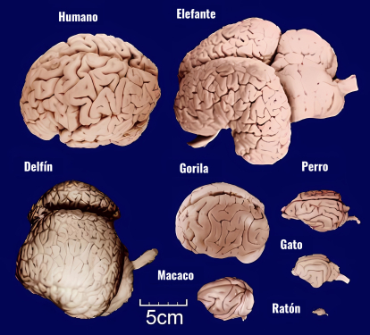 Comparación del tamaño del cerebro de distintas especies