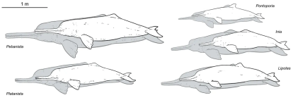 Comparación de tamaños de diferentes delfines de río