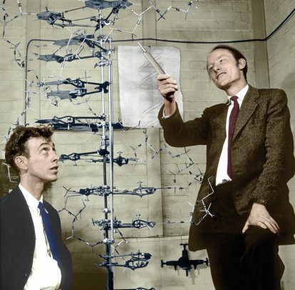 En 1953, James Watson (izquierda) y Francis Crick descubrieron la estructura de la
molécula de ADN, gracias a investigaciones previas de Rosalind Franklin