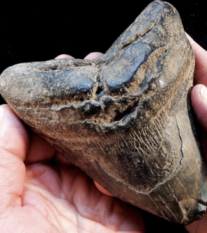 En el siglo XVII, Nicolás Steno descubrió que los 'glossopetrae' son dientes fosilizados de 'Carcharocles megalodon', un enorme tiburón que vivió hace 3 millones de años.