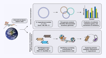 Flujo de trabajo ilustrativo que muestra el proceso de análisis genómico comparativo de E. bugandensis