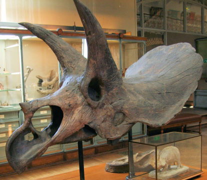 Cráneo Triceratops