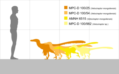 Tamaño Velociraptor